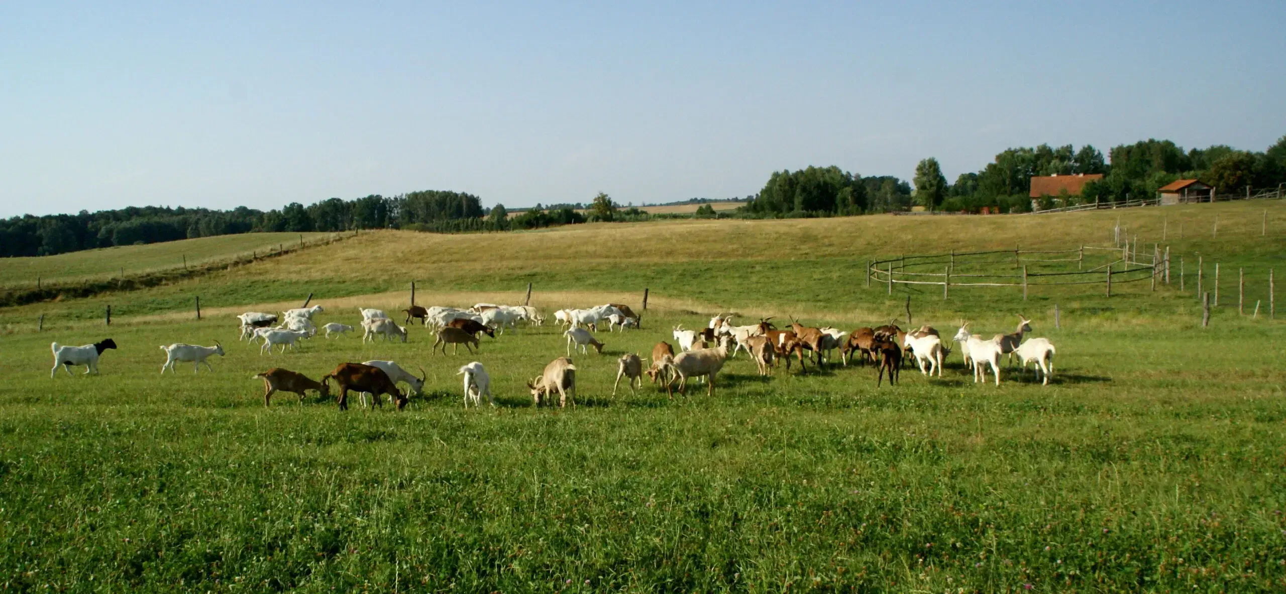 Kozia Farma Złotna