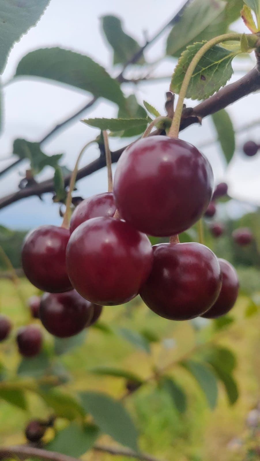 A good fruit must smell