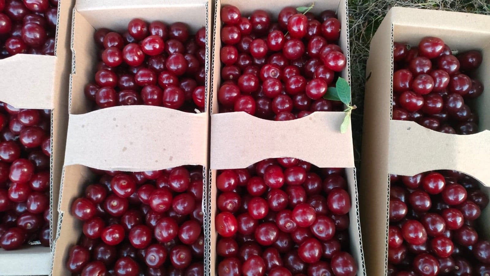 Zdrowy Owoc - taste that captivates with authenticity