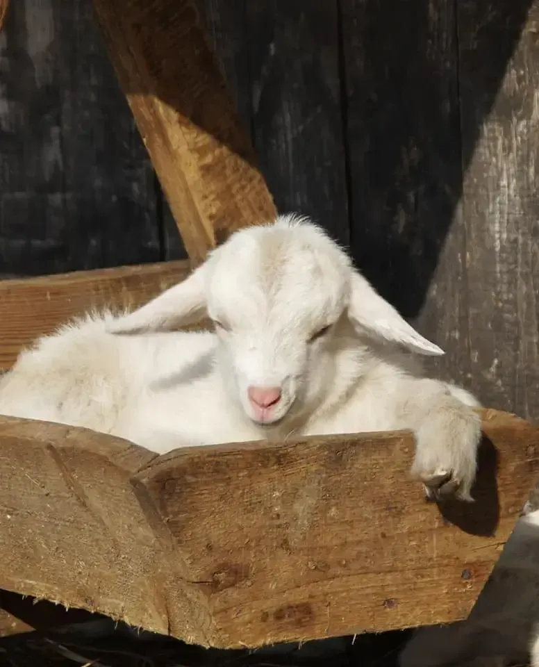 mala-koza-2-kozia-farma-zlotna